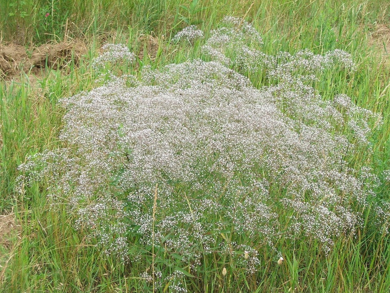 File:Babysbreath.jpg