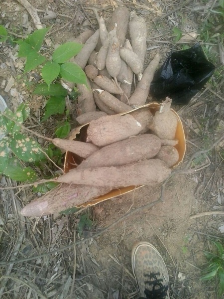 File:Casava for fufu.jpg