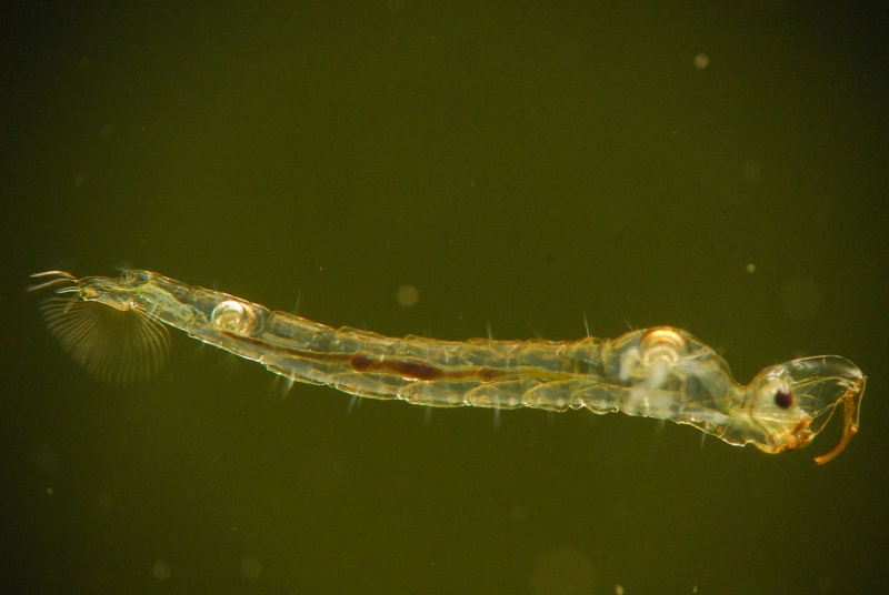 File:Chaoborus.jpg