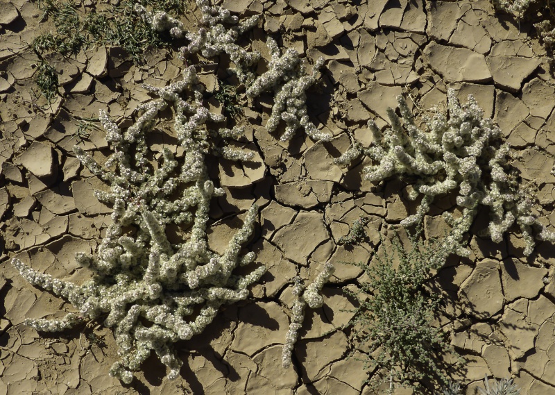 File:Halogeton sativus 2.jpg