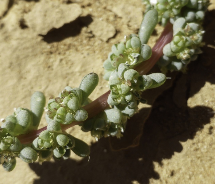 File:Halogeton sativus 3.jpg