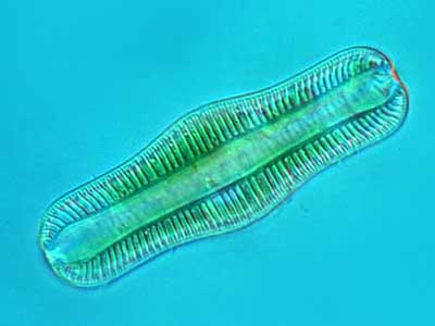 File:Rhopalodia 4.jpg