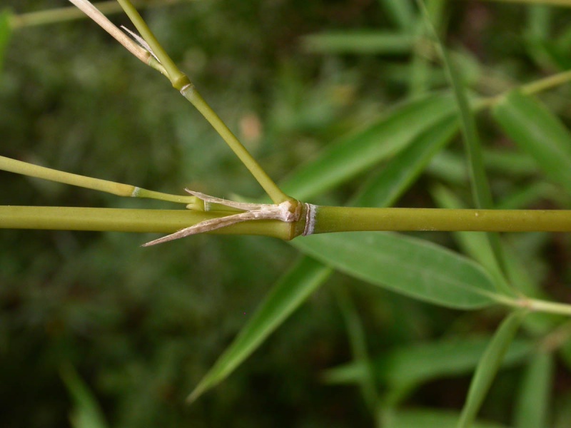 File:Arundinaria gigantea 3.jpg
