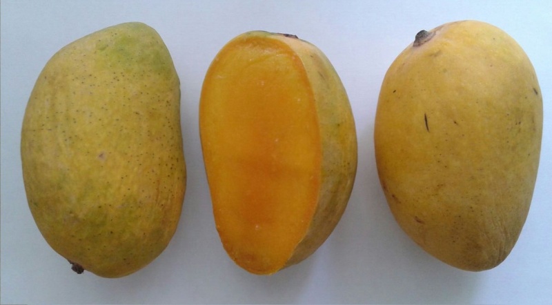 File:Chaunsa.jpg