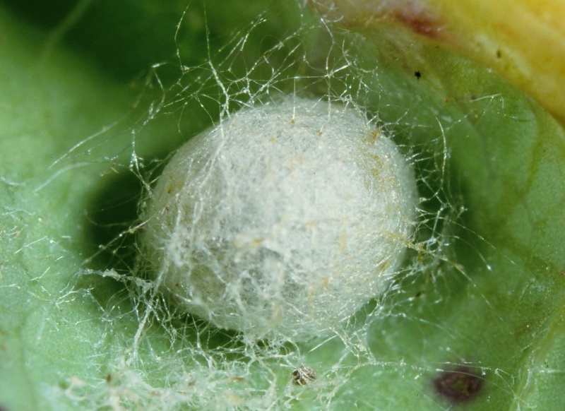 File:Chrysopa cocoon.jpg