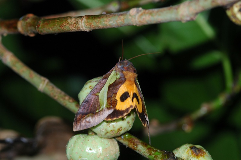 File:Eudocima homaena 1.jpg