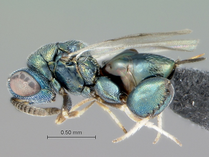File:Podagrionella habitus.jpg