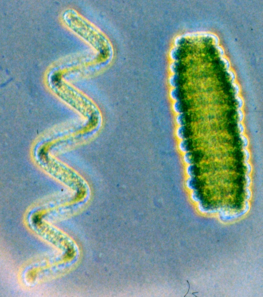 File:Spirulina 6.jpg