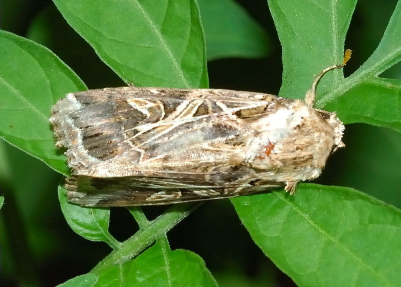 File:Spodoptera litura moth 2.jpg
